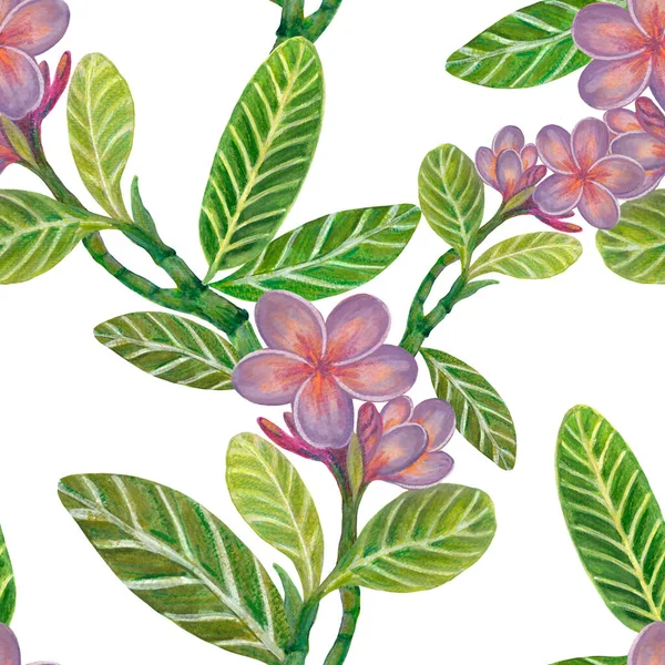 Watercolor illustration Botanical collection Plumeria and Frangipani foliage leaves bouquet Set of wild and garden and abstract seamless pattern hand drawing