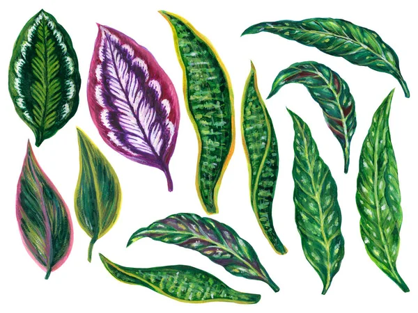 Watercolor Illustration Gouache Botanical Leaves Collection Tropical Houseplants Elements Hand — 스톡 사진