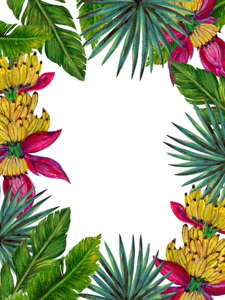 Tropical Fruits Plants Botanical Leaves Banana Palm Monstera Rainforest Houseplant — Stok fotoğraf