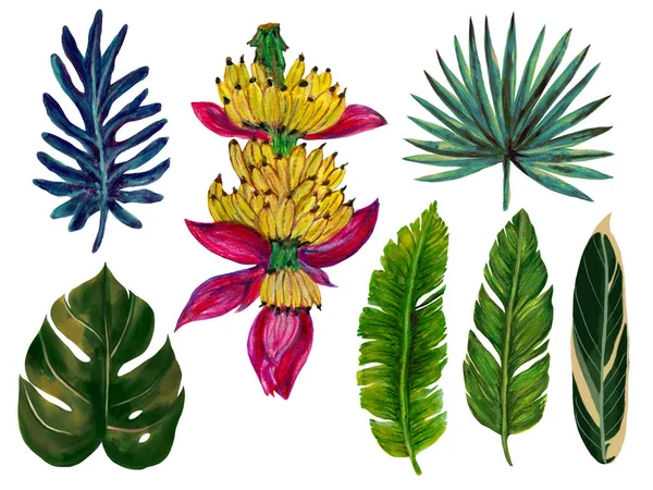 Botanical Watercolor Gouache Illustration Tropical Houseplant Rainforest Leaves Folaige Banana — Stock Fotó