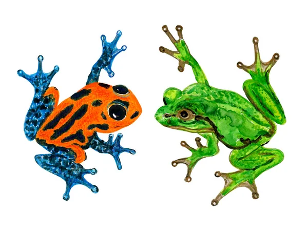 Watercolor Gouache Frog Amazon Rainforest Peru Poison Frog Forest Terrarium — Zdjęcie stockowe
