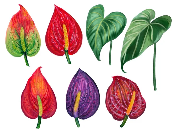 Hand Painting Watercolor Illustrationinspired Anthurium Caladium Peace Lily Plants Element — 스톡 사진