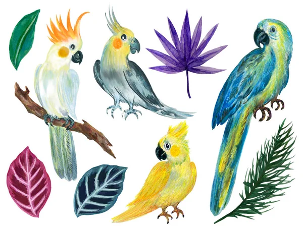 Cockatoo bird, cockatiel, parrot wild plant and sugar palm coconut leaves rainforest botanical element illustration