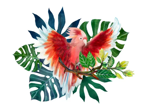 Cockatoo pink birds and tropical leaves monstera foliage branch wildflower element isolated arrangement