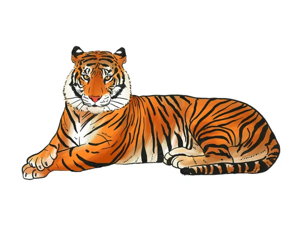 Wildlife Fauna Big Tigers Set Animal Cartoon Design Flat Illustrations — Foto Stock