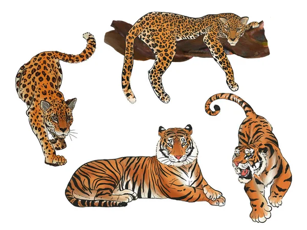 Wildlife Fauna Leopard Big Tigers Set Animal Cartoon Design Flat — Stok fotoğraf