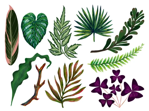 Hand Painting Watercolor Illustrationinspired Houseplants Tropical Rainforest Foliage Leaf Plants — Foto de Stock