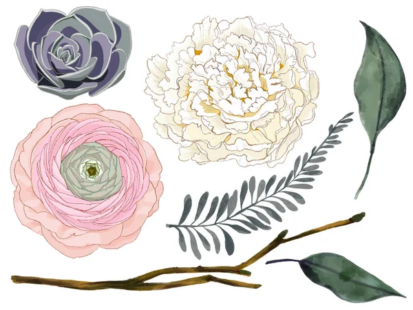 Набір Квіткової Гілки Квітка Світло Рожевий Ранункулус Біле Півонія Сукулентне — стокове фото