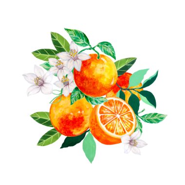 Hand drawn bouquets and compositions of blooming orange valencia tangerine tree branches isolated on a white background