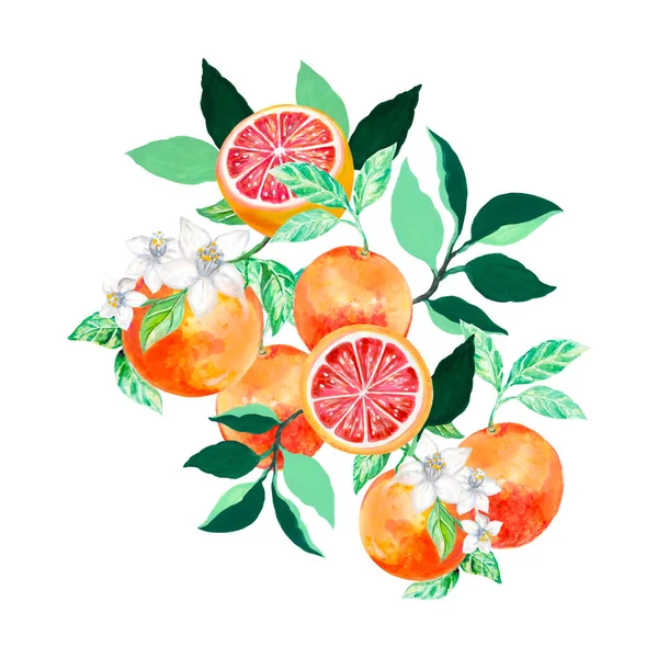 Hand drawn bouquets and compositions of blooming orange grapefruits mandarin tree branches isolated on a white background