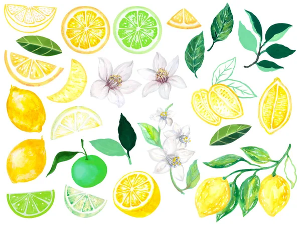 Лайм Лимонні Плоди Листя Квіти Ручний Намальований Елемент Ізольовані Ілюстрації — стокове фото