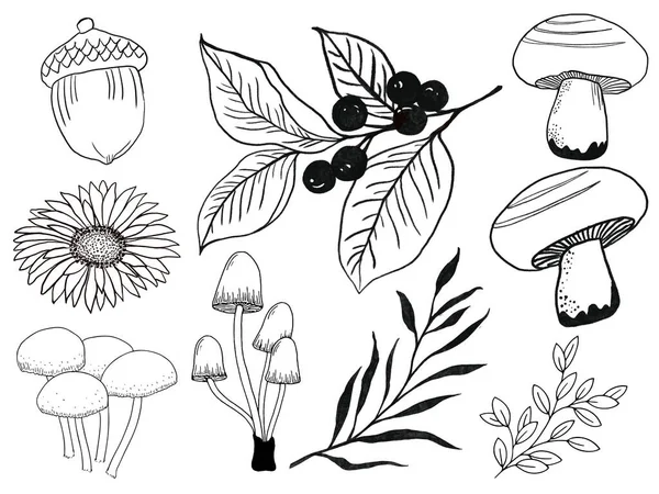 Element Isolated Arrangement Design Outline Black Color Fall Autumn Mushrooms — Stock Fotó