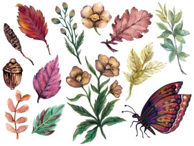 Hand painting watercolor illustration season fall autumn brown flower  butterfly ans colorful foliage and leaf and dry nut element on white backgroun