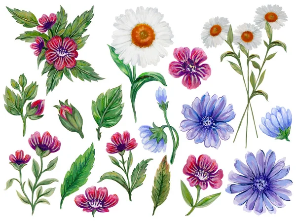Floral element botanical garden wild field flowers, green leaves and plants,  Watercolor illustration summer spring meadow isolated on white for print paper  greeting template