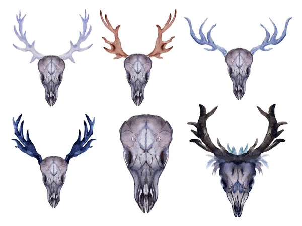 Watercolor Set Horn Deer Skull Head Isolated White Background Bohemian — Stock Photo, Image