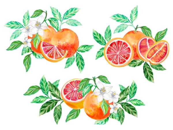 Набір Свіжих Яскравих Грейпфрутів Ботанічні Квіткові Елементи Букета Ізольовані Білому — стокове фото