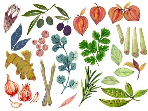 Akvarell Illusztráció Botanikus Lombozat Levelek Gyógynövény Fűszerek Gyümölcs Gyűjtemény Elvont — Stock Fotó