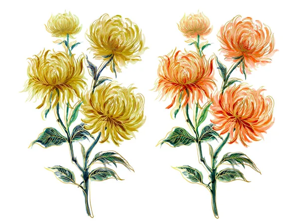 Watercolor set of outline and chrysanthemum flowers, hand painted floral illustration isolated on white background