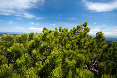 arka planını genç çam iğneleri