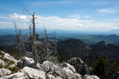 ölü ağaç üstünde tepe, velebit, Hırvatistan