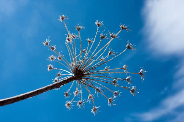 Dry plant — Stock Photo, Image