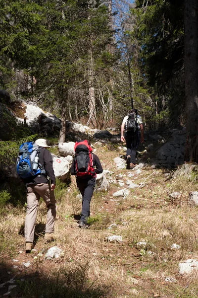 Tre bergsklättrare vandring genom skogen — Stockfoto