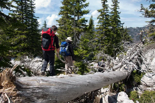 Två bergsklättrare och gamla trädstammen — Stockfoto