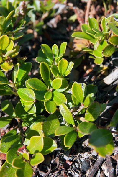UVA Ursi Herb