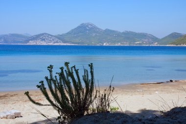 Denizin önündeki kum tepelerindeki çimenler