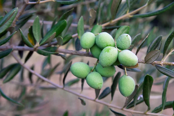 Zielone oliwki — Zdjęcie stockowe