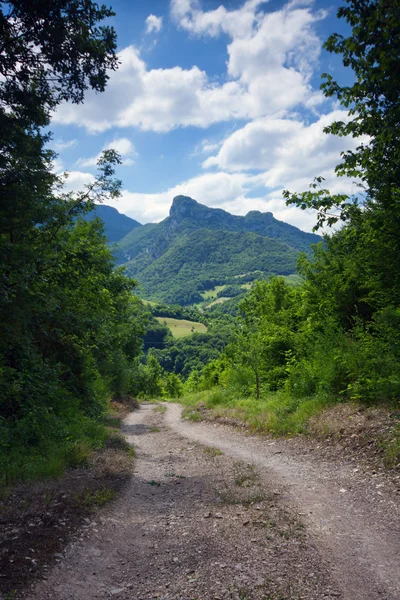 Un chemin de terre traversant une forêt — Photo