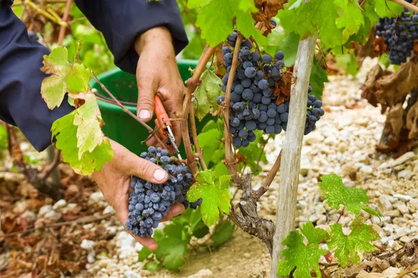 Uvas de corte campesino — Foto de Stock