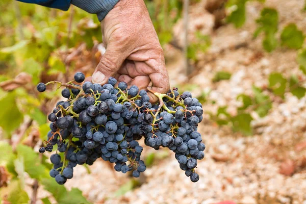 Farmer holding grapes — Stock Photo, Image