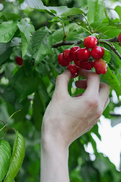 Vrouwelijke hand oogsten kers uit drie — Stockfoto