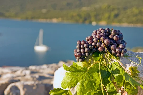 Uvas sobre piedra — Foto de Stock