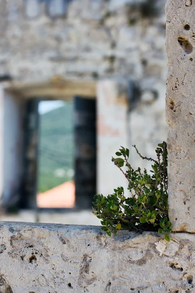 Green plant on stone window frame — Stock Photo, Image