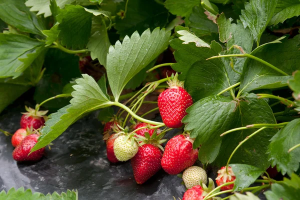 Aardbeien — Stockfoto