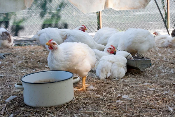 Galline bianche — Foto Stock