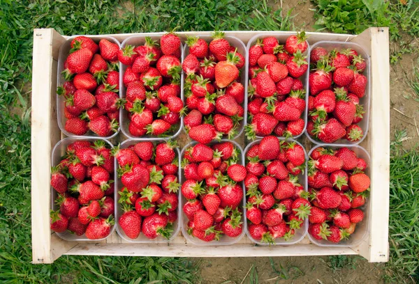 Aardbeien — Stockfoto