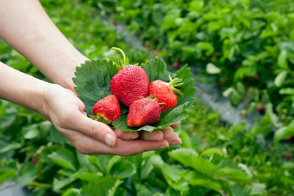 Strawberrys — Stok fotoğraf