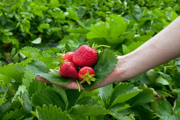 Fresas en la hoja —  Fotos de Stock