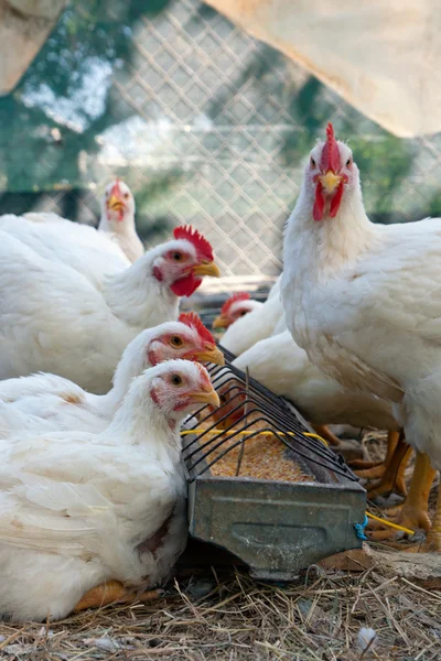 Gallinas blancas —  Fotos de Stock