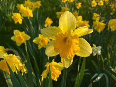 İnanılmaz sarı nergisler güneş ışığında çiçek tarlaları. Bahar arkaplanı için mükemmel görüntü, çiçek manzarası.