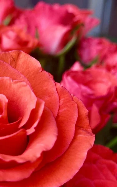 バラの背景に薄いオレンジ色のバラが現れました 庭はオレンジ色の花びらで終わりの写真でバラ カード 背景または壁紙のための花の背景をバラ — ストック写真