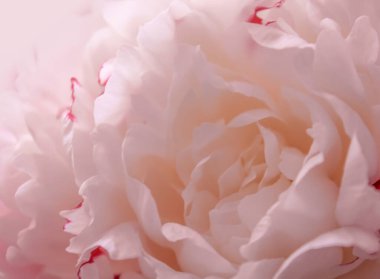 Güzel pastel şakayık çiçekli arka plan. Doğal çiçek geçmişi var. Yumuşak pastel düğün, romantik çiçekler. Web sitesi için pankart, yumuşak odak.