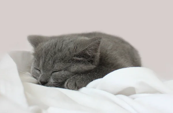 Cute Little Gray British Kitten Sleeping Wrapped White Plaid Blanket — Stock fotografie