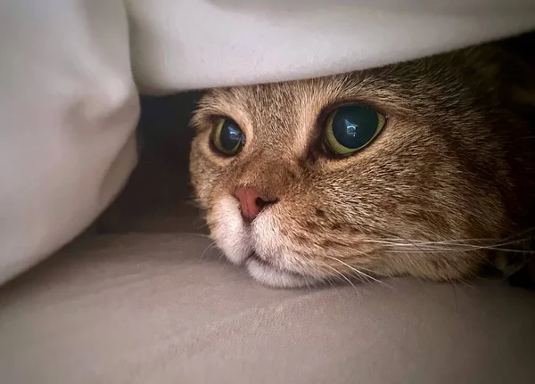 Frightened Cat Peeks Out Covers — Stock fotografie