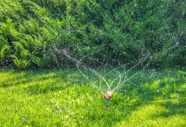 Trädgård Vattning Våren Grön Gräsmatta Solig Trädgård — Stockfoto