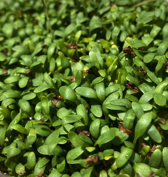 Microgreen Garden Cress Young Plants Top View Micro Green Sprouts — Fotografie, imagine de stoc