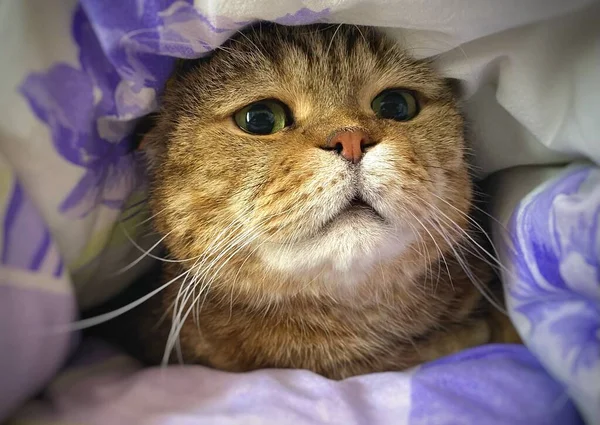 Cute funny scared cat hiding under the bed cover.